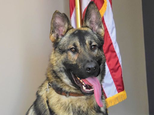 K9 Officer in Missouri Dies After Being Left in Hot Car Overnight, Death Under Investigation