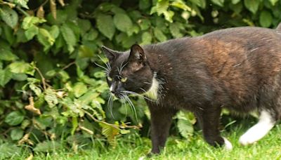 Cats stay far away from gardens for good when growing five plants they hate