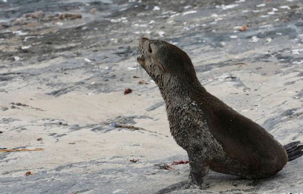 Scientists in South Africa say they have identified the first known outbreak of rabies in seals