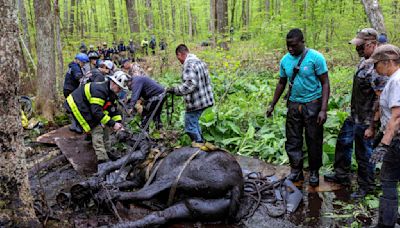 Rescuers free 2 horses stuck in the mud in Connecticut