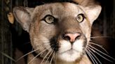 You might spot a mountain lion in California, but attacks like the one that killed a man are rare