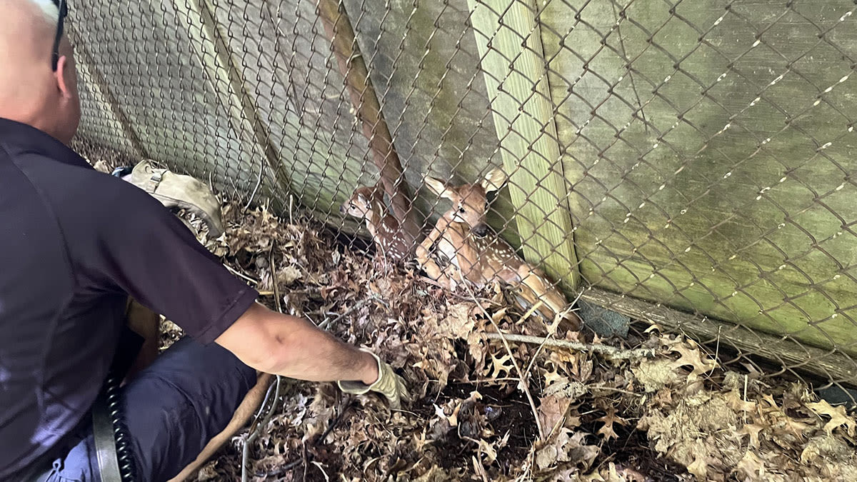 Firefighters rescue trapped fawns in Fairfield