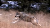 Necropsy report shows likely cause of death for wolf found dead in Larimer County