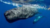 Sperm whales ‘modulate clicks in similar way to human speech’