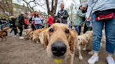 The sweet reason over 100 golden retrievers met up at the Boston Marathon finish line