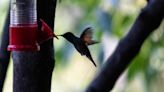 ¿Cómo ayudar a las aves que sufren golpe de calor?