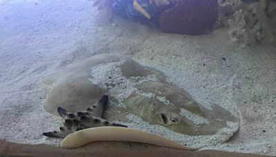 Charlotte, the pregnant stingray with no male partner, has a 'rare reproductive disease'