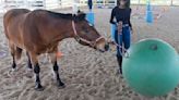 Equine-assisted learning prepares VSU students for success