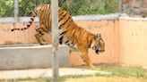 As big cat population plummets, Chhattisgarh approves country’s third largest tiger reserve