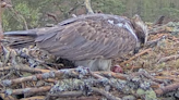 Livestream ospreys welcome first egg of season