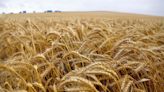 Australia aumenta la estimación de la cosecha de trigo, pero reduce la de colza