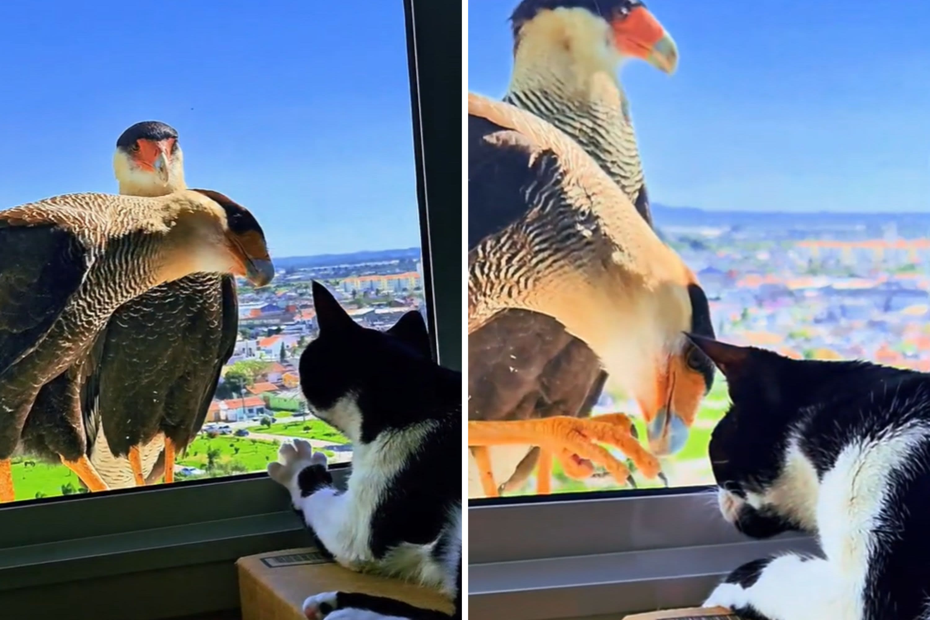 Watch moment cat and huge bird of prey come face-to-face