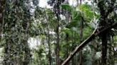 A major global study has found that market-based approaches to conserving forests had achieved little progress in halting deforestation and in some cases worsened economic inequality.