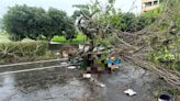 快訊／大雨釀災！彰化45歲郵差冒雨送信 遭倒塌路樹猛砸重壓慘亡