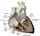 Cardiac conduction system