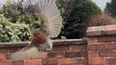 Adorable footage of unlikely friendship between local man and robin goes viral