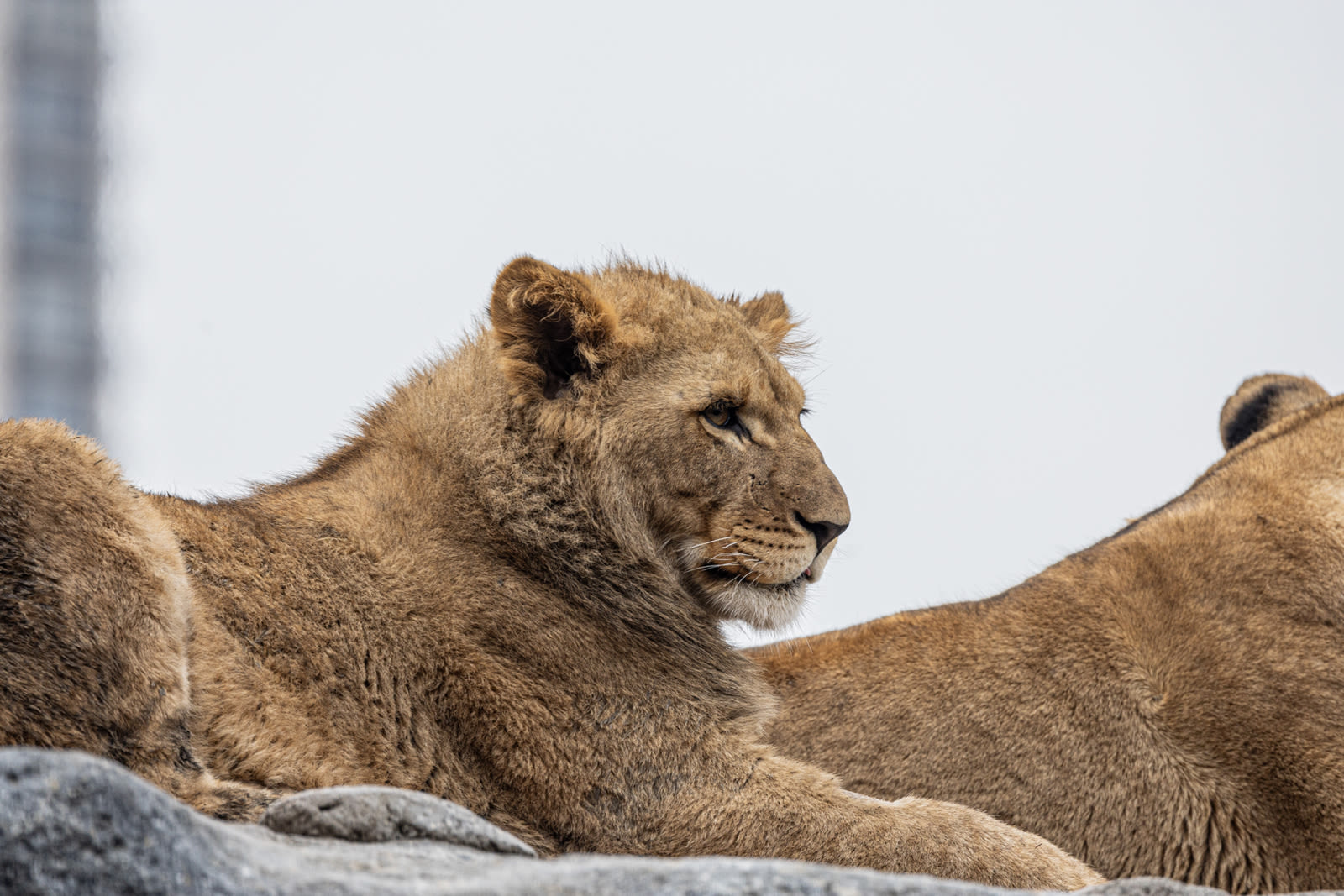 African lion cub 'Lomelok' dies at Lincoln Park Zoo after first of its kind surgery