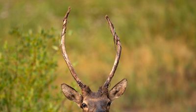 What to know about elk now that elk bugling is underway at Rocky Mountain National Park