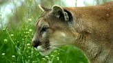 Mountain lion considered threat to the public killed from Scottsbluff, Neb., subdivision - Outdoor News