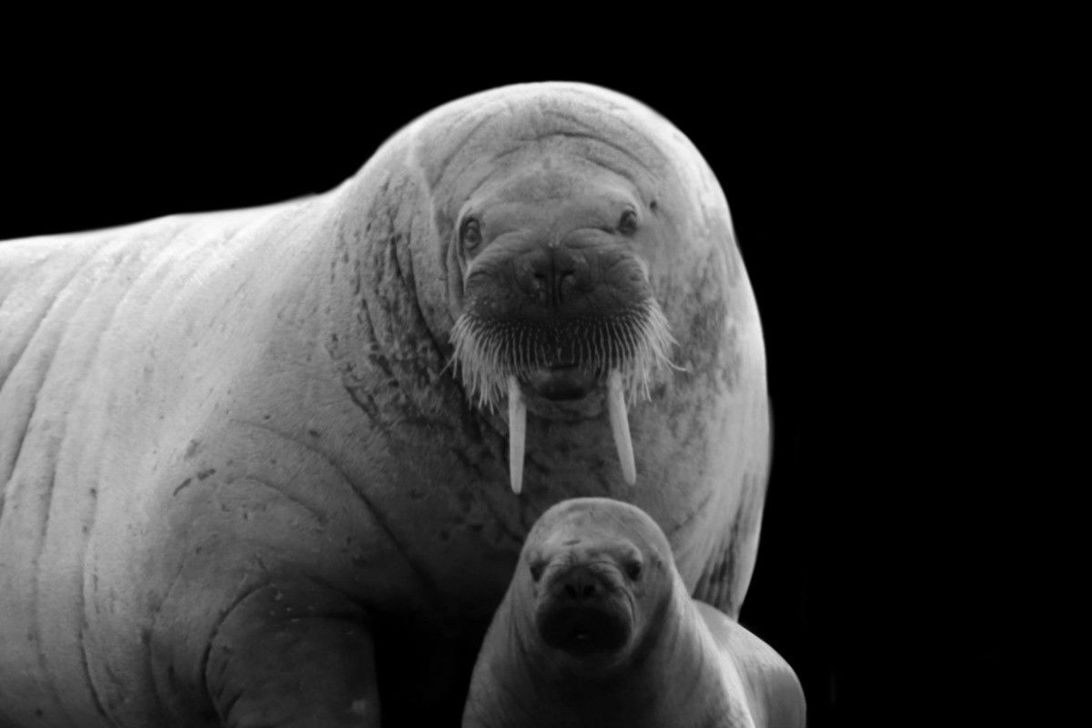 Abandoned Baby Walrus Found in Alaska Is Being Nursed Back to Health by Rescuers