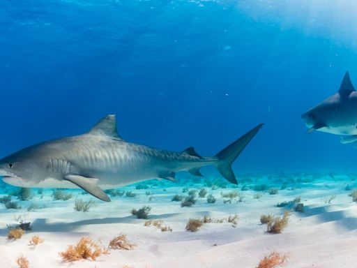 Cierran una playa en California por el comportamiento “agresivo” de un tiburón