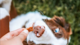 Editor’s Choice: The 8 Best Healthy Dog Treats That Pups and Pet Parents Will Both Love