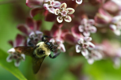 Celebrate summer at Xochitlo Conuco Garden in Lansing