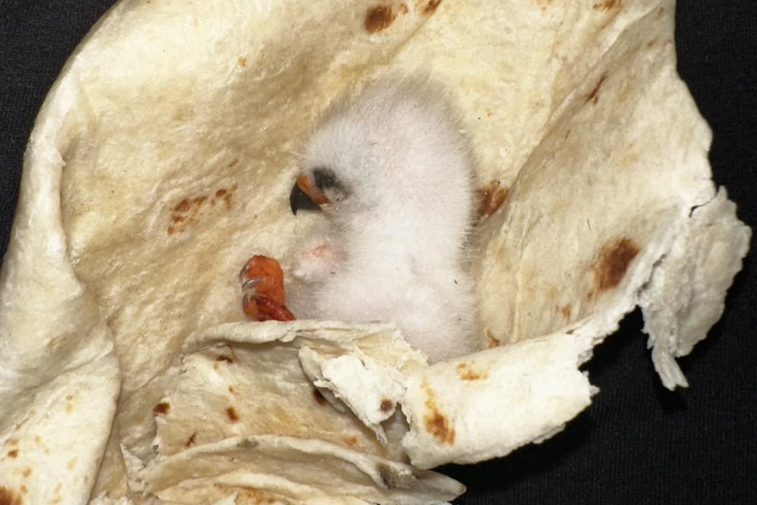 Warm tortilla surprisingly helps save baby bird in Texas