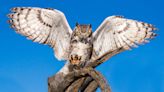 Keep pets safe from owl attacks