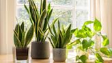 Common mistake could cause your houseplants to die this summer