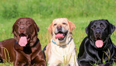 Doggy Daycare ‘Cooks Up’ a Fun Way to Show off All Their Labrador Retrievers