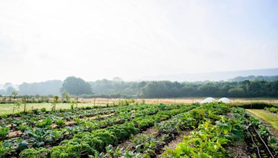 Council Post: Regenerative Agriculture: Barriers To Adoption And How Leaders Can Help