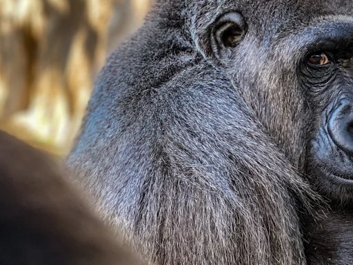 Tres simios murieron por una infección bacteriana en el Zoológico de Jacksonville en una misma semana