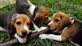 Envigo beagle parent company fined record $35 million for mistreating some 4,000 dogs