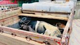 2 trucks, 23 cattle seized near Manali