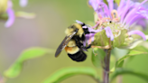 A bee once common in NY has nearly died off: How and where it could return