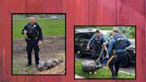 Pigs on the run in 2 South Jersey towns — Cops capture 200-pound porker