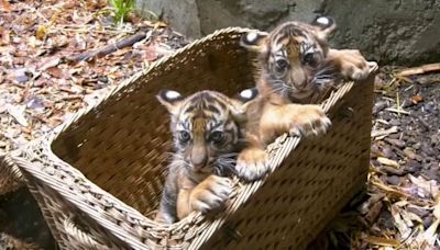 No Comment : premier examen vétérinaire de tigres de Sumatra jumeaux à Berlin