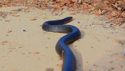 Temporada de serpientes en Texas: recomendaciones de expertos y trucos caseros para mantenerlas lejos de tu hogar