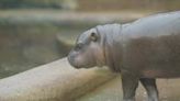 Rare pygmy hippo born in Czech zoo makes first appearance with mother