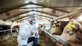As bird flu spreads on dairy farms, an ‘abysmal’ few workers are tested