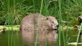 Ban peat sales and back beavers as part of policies for nature, parties urged