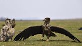 Cientos de ornitólogos participan en el 21º Censo del Águila Húngara