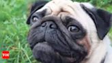 'Flat faced pets like Pugs suffer cruelty to look like that', appeal animal activists | Mumbai News - Times of India