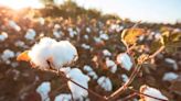 Los algodoneros advierten sobre el riesgo de pasar de un “proteccionismo cavernícola a una apertura suicida”