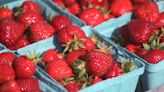 'Strawberries are ready in an abundance.' Here's where to pick them now in Rochester area