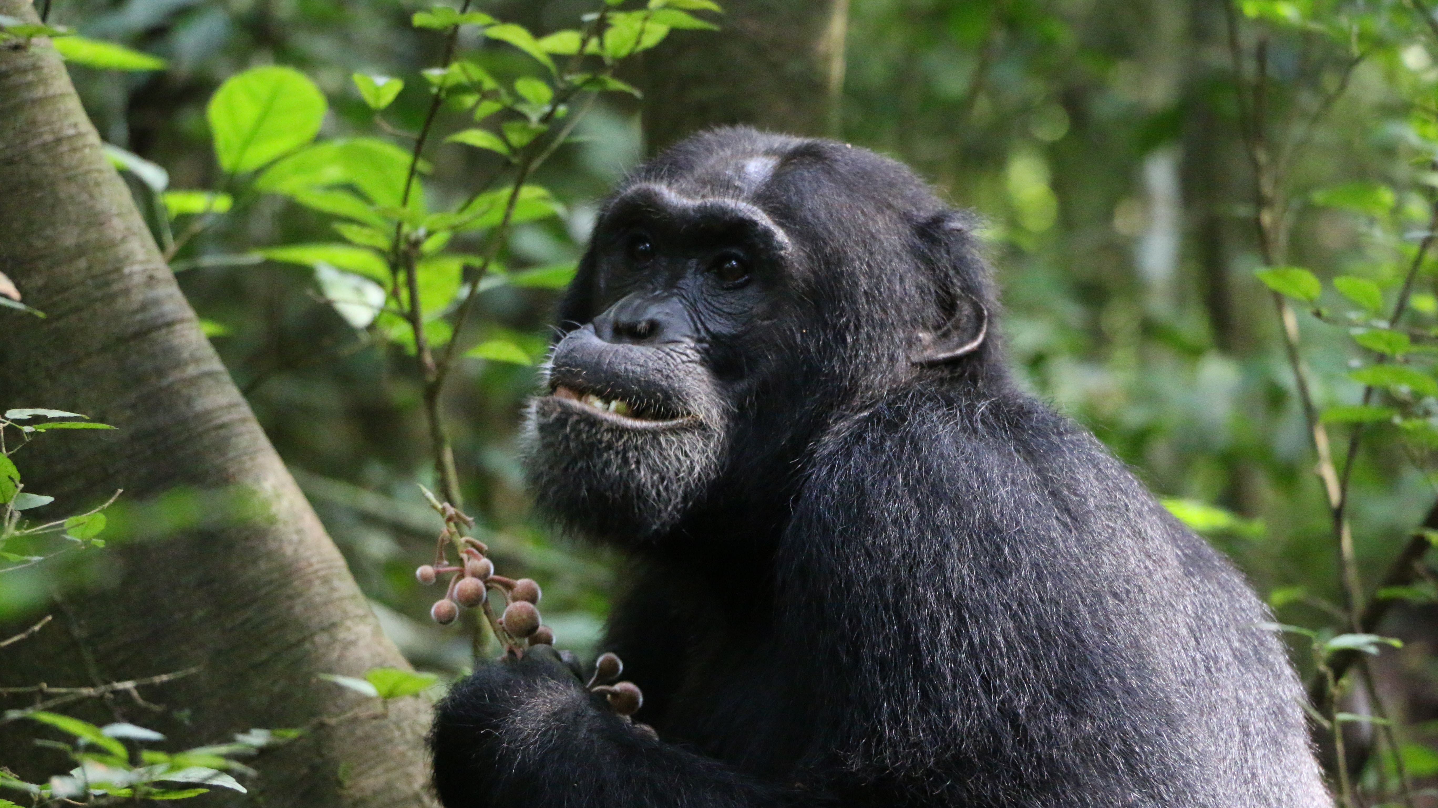 Chimps helping scientists find plants that have potential to become medicines