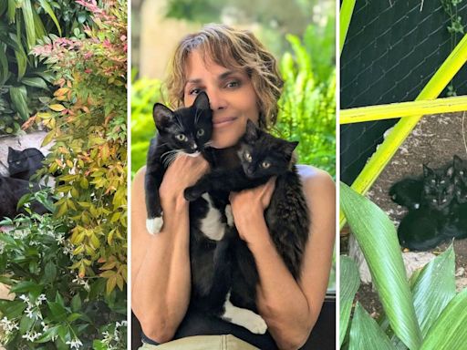 Actress Halle Berry takes a stray cat family under her wing