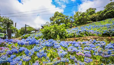 北宜公路「免費繡球花海」正美 登觀景台遠眺龜山島、蘭陽平原