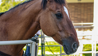 Precious Horse Loves Little Girl's Singing So Much He Sweetly Nudges Her If She Stops